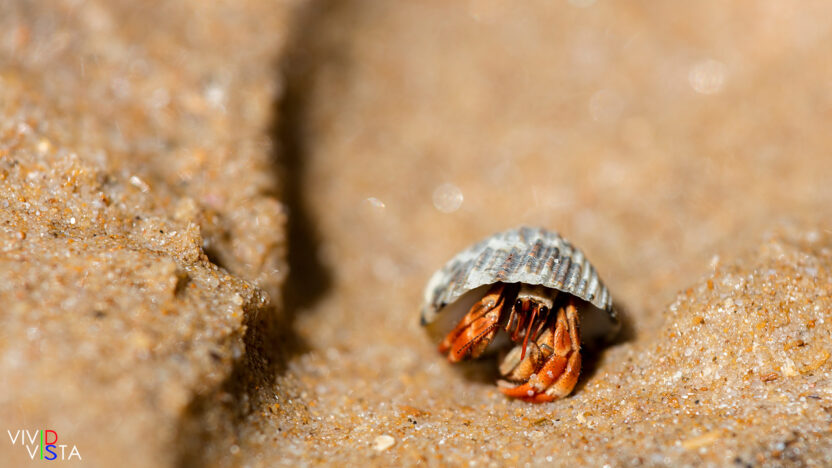 Hermit Crab, Bako NP, Sarawak, Malaysia