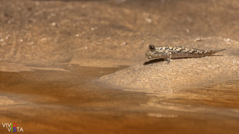 Mudskipper, Bako NP, Sarawak, Malaysia