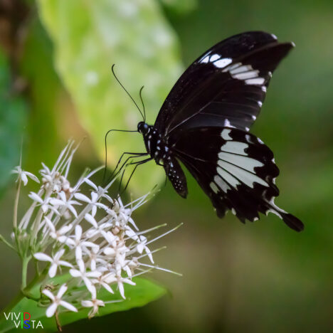 Black and White Helen, Gunung Gading NP, Sarawak, Malaysia