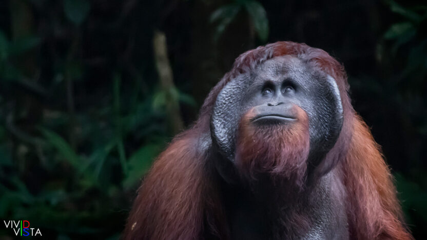 Mature male Orang Utan, Semenggoh NR, Sarawak, Malaysia