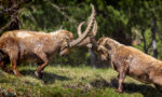 Locking Horns, Ibexes, Pontresina, Switzerland