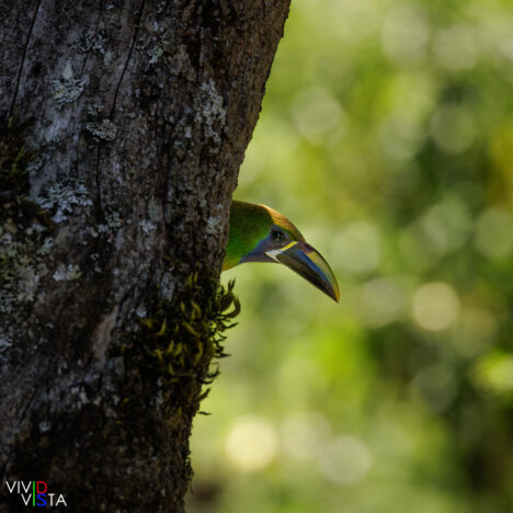Northern Emerald Toucanet, San Gerardo de Dota, Costa Rica _R3A0101-CR3__dxo3