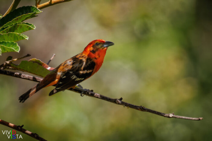 Flame-colored Tanager, San Gerardo de Dota, Costa Rica _R3A0218-CR3__dxo3