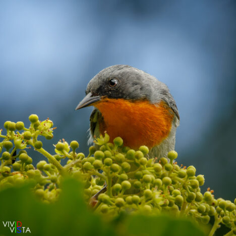 Flame-throated Warbler, San Gerardo de Dota, Costa Rica _R3A0267-CR3__dxo3