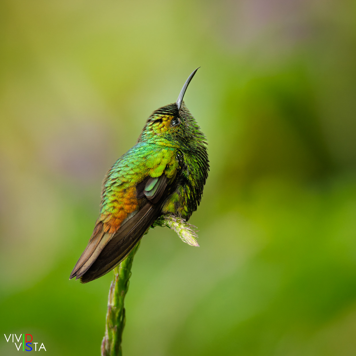 Coppery-headed Emerald, Reserva Curi-Cancha, Monteverde, Costa Rica, _R3A0408-CR3__dxo3_vividvista