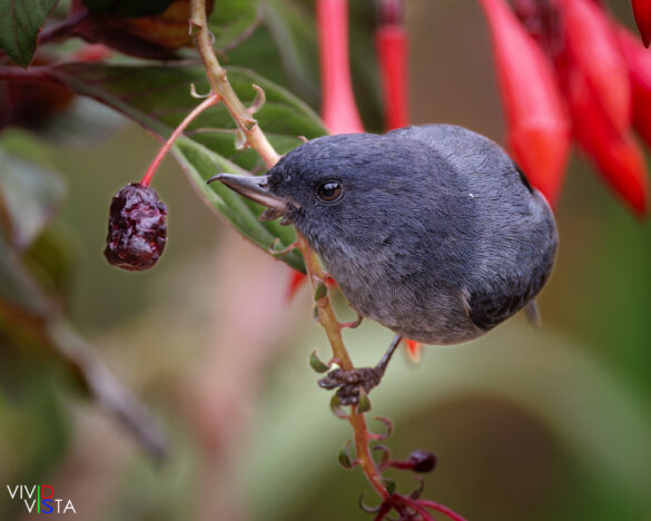 Slaty Flowerpiercer, San Gerardo de Dota, Costa Rica, _R3A0753-CR3__dxo3