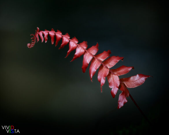 Red fern frond, San Gerardo de Dota, Costa Rica _R3A0796_2-CR3__dxo3