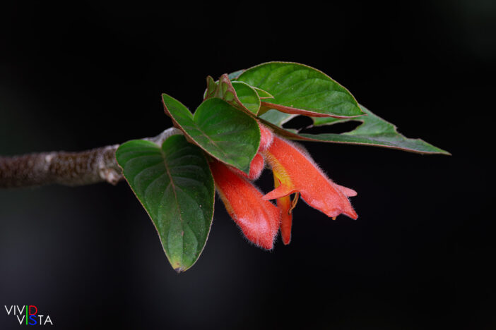 Red Tree Flower, Reserva Bosque Nuboso Santa Elena, Costa Rica R3A0798-CR3__dxo3.jpg
