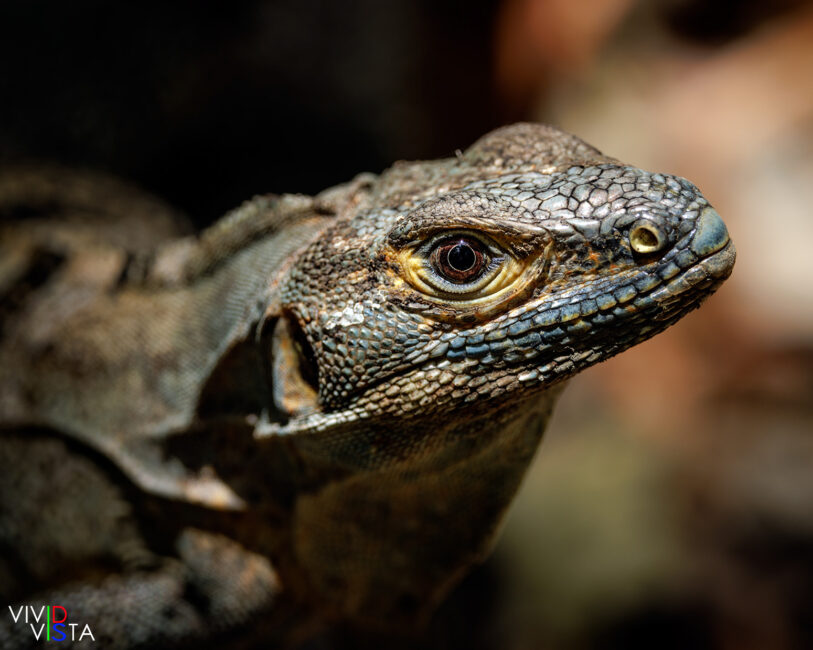 Spiny-tailed Black Iguana, Carara NP, Costa Rica _R3A1717-CR3__dxo3