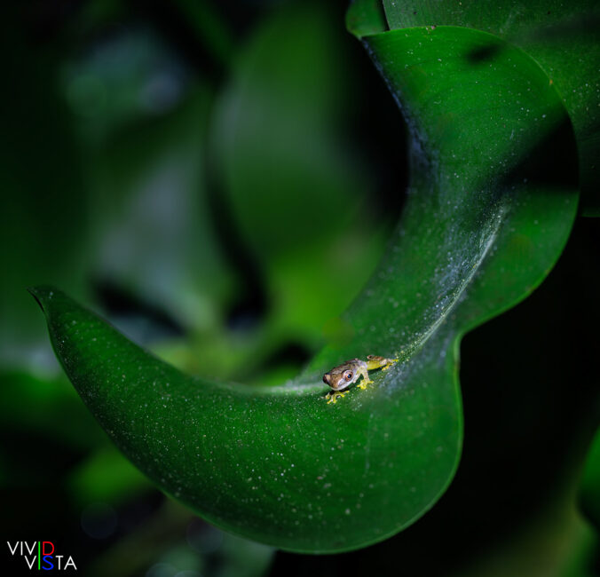 Treefrog, Villa Lapas, Tarcoles, Costa Rica _R3A3378-CR3__dxo3