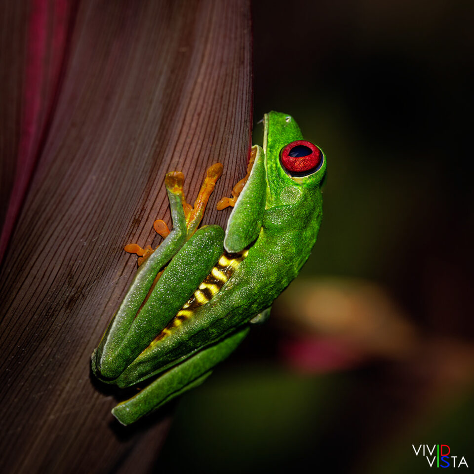 Red-eyed Treefrog, Villa Lapas, Tarcoles, Costa Rica _R3A3405-CR3__dxo3