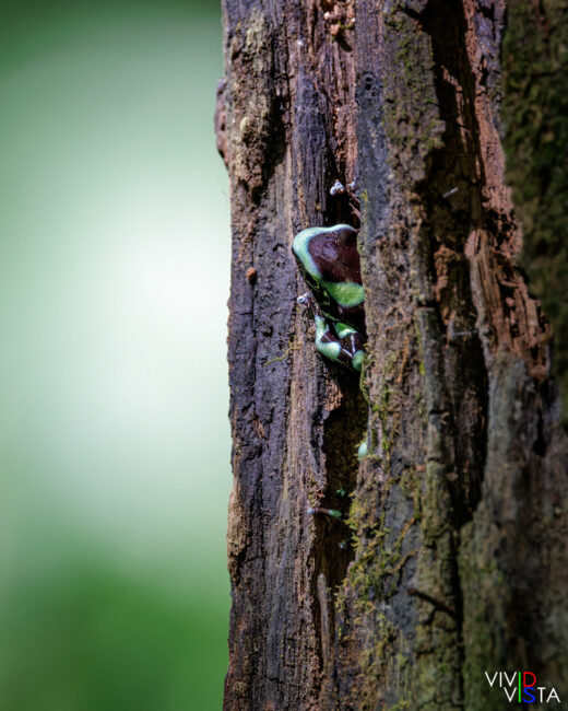 Green and Black Poison Dart Frog, Tarcoles, Costa Rica _R3A3553-CR3__dxo3