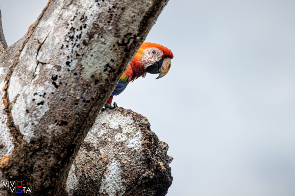 Scarlet Macaw, Pura Vida Gardens, Garabito, Costa Rica _R3A3831-CR3__dxo3