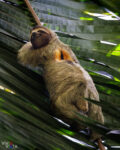 A male Three-fingered Sloth descending from a palm tree, Hacienda Baru, Dominical, Costa Rica, _R3A6324-CR3__dxo3