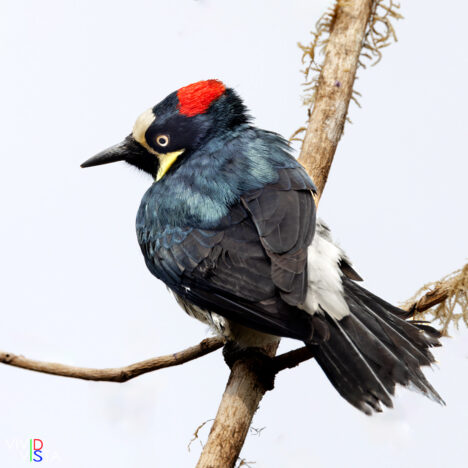 Acorn Woodpecker, San Gerardo de Dota, Costa Rica, _R3A6538-CR3__dxo3