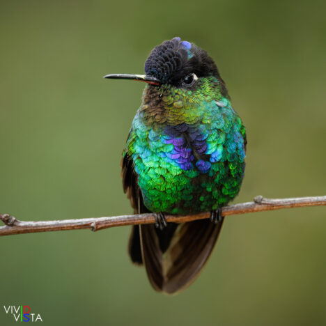 Fiery-throated Hummingbird, San Gerardo de Dota, Costa Rica, _R3A6654-CR3__dxo3