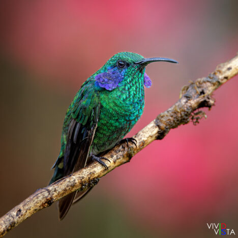 Lesser Violetear, San Gerardo de Dota, Costa Rica _R3A6755-CR3__dxo3