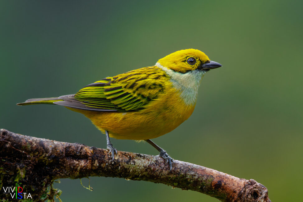 Silver-throated Tanager, San Gerardo de Dota, Costa Rica, _R3A6765-CR3__dxo3