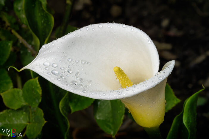 Calla Lily, San Gerardo de Dota, Costa Rica, _R3A6797-CR3__dxo3 L