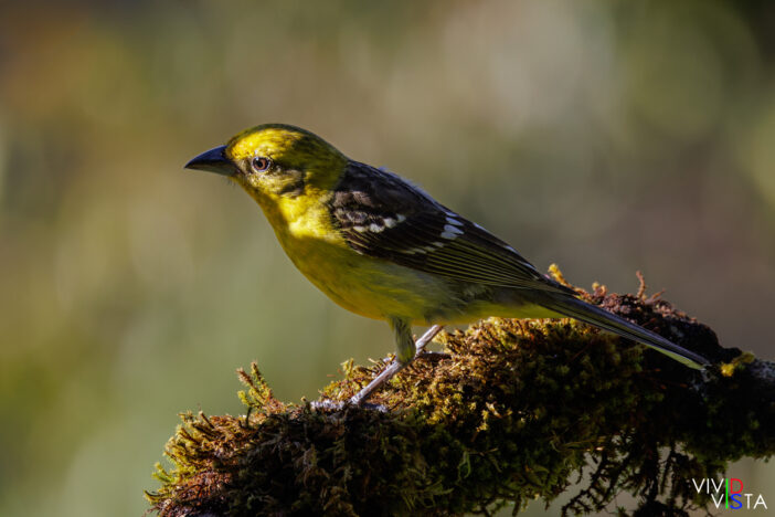 Flame-colored Tanager, Female, San Gerardo de Dota, Costa Rica _R3A6925-CR3__dxo3