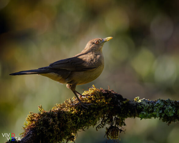 Clay-colored Thrush, San Gerardo de Dota, Costa Rica, _R3A6928-CR3__dxo3