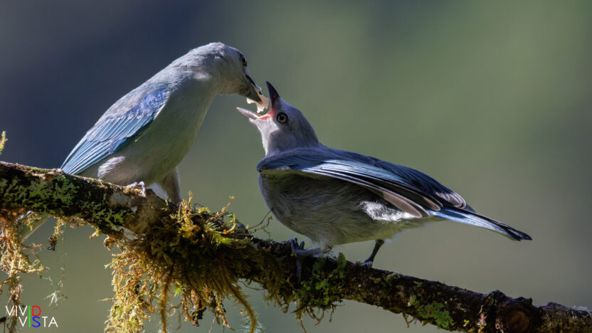 Blue-grey Tanagers, San Gerardo de Dota, Costa Rica, _R3A7058-CR3__dxo3