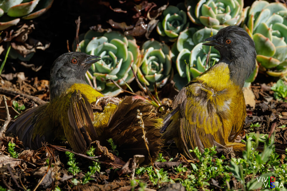 Large-footed Finches fighting, San Gerardo de Dota, Costa Rica,_R3A7335-CR3__dxo3