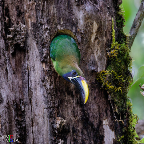 Northern Emerald Toucanet, San Gerardo de Dota, Costa Rica _R3A7907-CR3__dxo3
