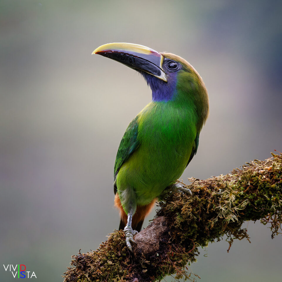Northern Emerald Toucanet, San Gerardo de Dota, Costa Rica, _R3A8020-CR3__dxo3