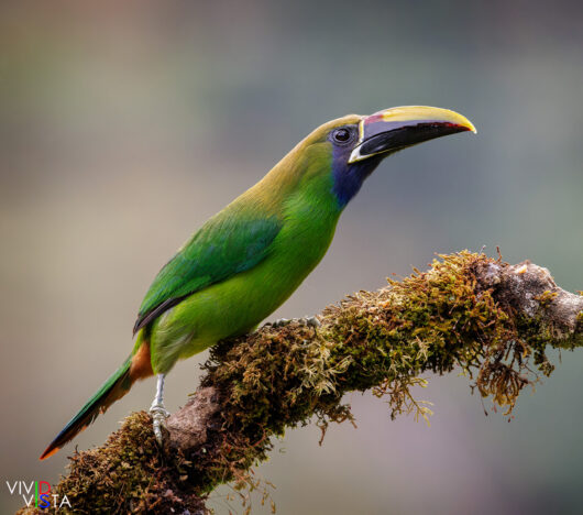Northern Emerald Toucanet, San Gerardo de Dota, Costa Rica _R3A8022-CR3__dxo3