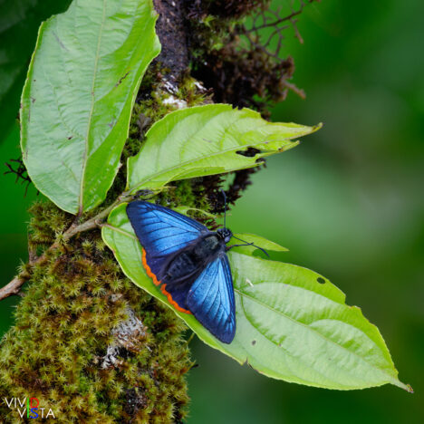 Orange-rimmed Skipper, Bosque Nuboso Santa Elena, Costa Rica, _R3A8288_2-CR3__dxo3_vividvista