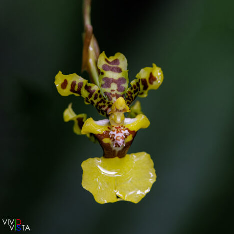 Odontoglossum Pictum, Bosque Nuboso Santa Elena, Costa Rica R3A8303_3-CR3__dxo3-1.jpg