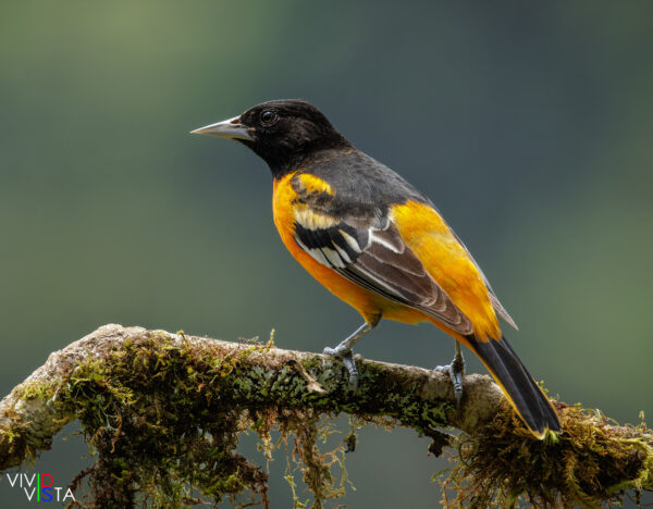 Baltimore Oriole, San Gerardo de Dota, Costa Rica _R3A8409-CR3__dxo3