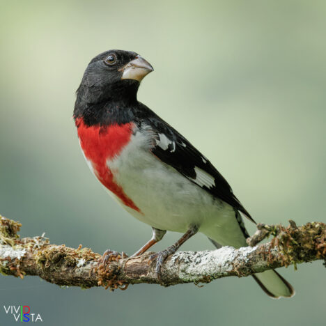 Rose-breasted Grosbeak, San Gerardo de Dota, Costa Rica _R3A8451-CR3__dxo3