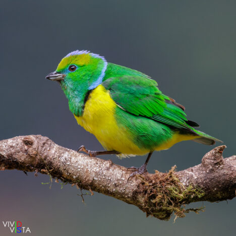 Golden-browed Chlorophonia, San Gerardo de Dota, Costa Rica, _R3A8479-CR3__dxo3