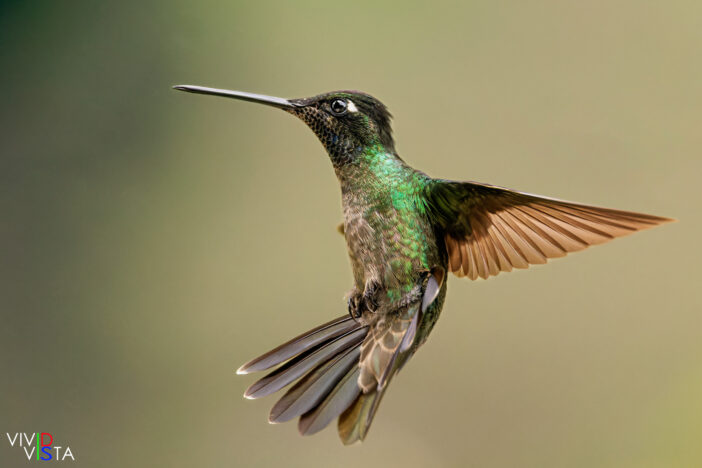 Talamanca Hummingbird, San Gerardo de Dota, Costa Rica _R3A8510-CR3__dxo3