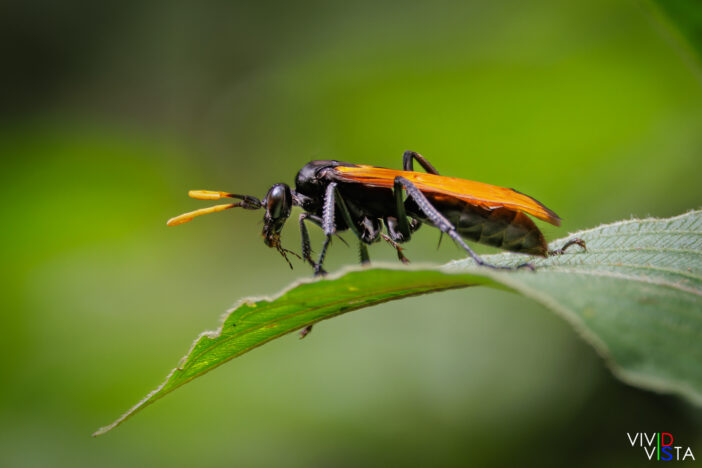 Tarantula Hawk, Bosque Nuboso Santa Elena, Costa Rica, _R3A8595-CR3__dxo3_vividvista