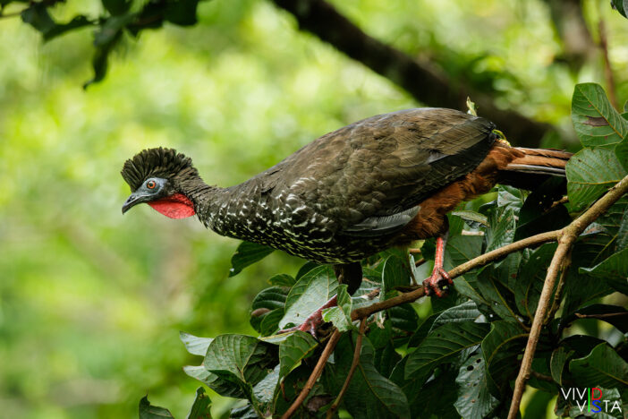 Crested Guan, Reserva Curi-Cancha, Monteverde, Costa Rica, _R3A8678-CR3__dxo3_vividvista