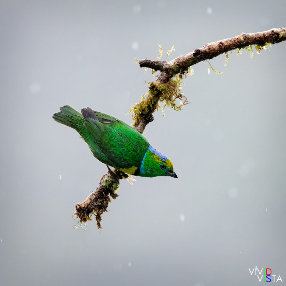 Golden-browed Chlorophonia, San Gerardo de Dota, Costa Rica, _R3A8901_2-CR3__dxo3