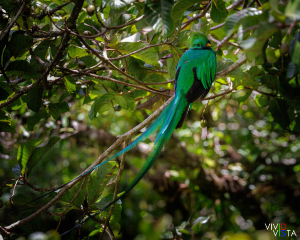 Resplendent Quetzal, Reserva Curi-Cancha, Monteverde, Costa Rica _R3A9012-CR3__dxo3_vividvista