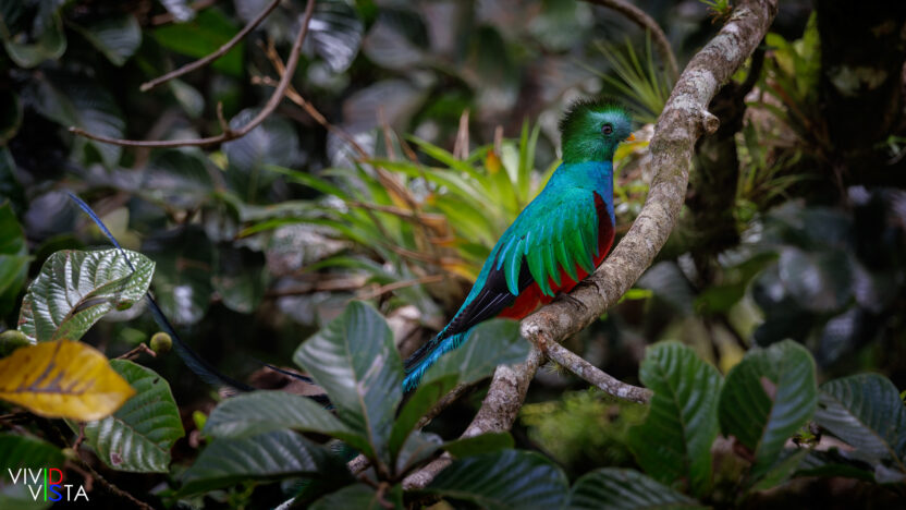 Resplendent Quetzal, Reserva Curi-Cancha, Monteverde, Costa Rica _R3A9080-CR3__dxo3