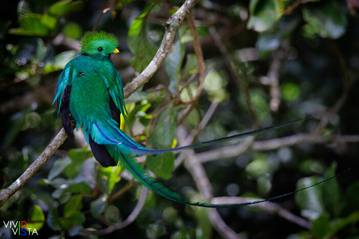 Resplendent Quetzal, Reserva Curi-Cancha, Monteverde, Costa Rica _R3A9098-CR3__dxo3_vividvista