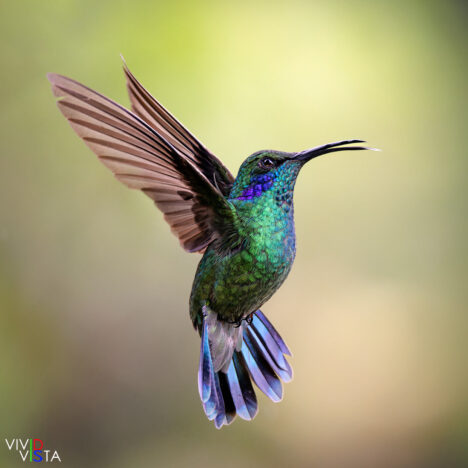 Lesser Violetear, San Gerardo de Dota, Costa Rica _R3A9106-CR3__dxo3