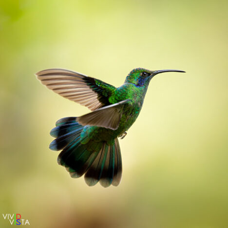 Lesser Violetear, San Gerardo de Dota, Costa Rica _R3A9157_2-CR3__dxo3