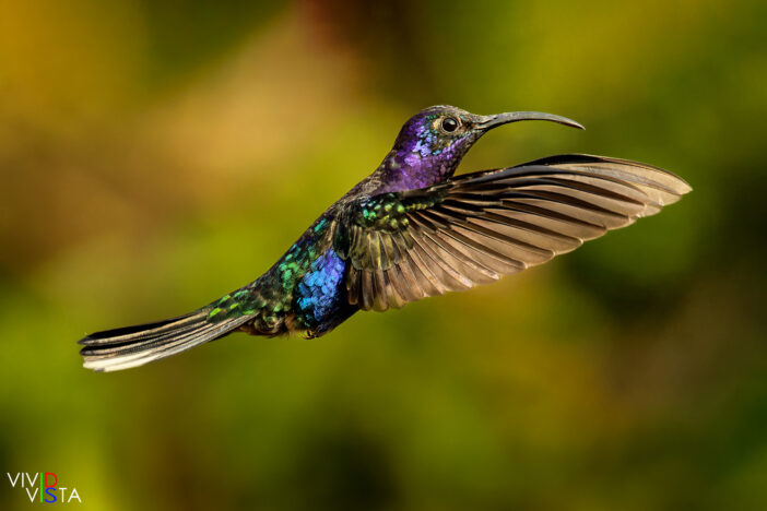 Violet Sabrewing, Santa Elena, Costa Rica, _R3A9311-CR3__dxo3_vividvista