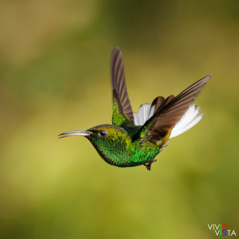 Coppery-headed Emerald, Santa Elena, Costa Rica _R3A9435-CR3__dxo3_vividvista