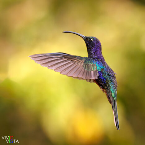 Violet Sabrewing, Santa Elena, Costa Rica, _R3A9463-CR3__dxo3_vividvista
