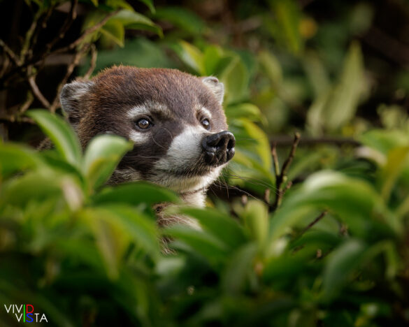 Coatì, Santa Elena, Costa Rica, _R3A9481-CR3__dxo3_vividvista
