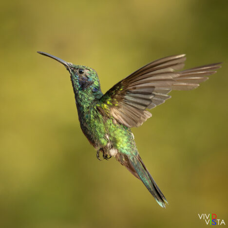 Lesser Violetear, Santa Elena, Costa Rica, _R3A9498-CR3__dxo3_vividvista