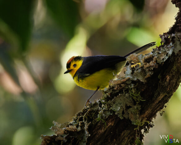Collared Redstart, San Gerardo de Dota, Costa Rica _R3A9598_2-CR3__dxo3